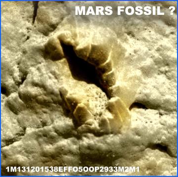 Martian fossil?